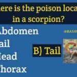 Where is the poison located in a scorpion?